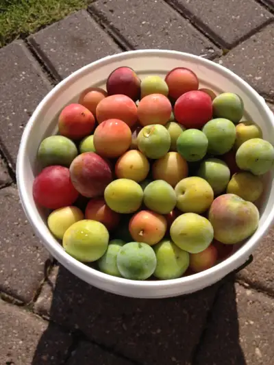 ORCHARD PLUMS, View more
