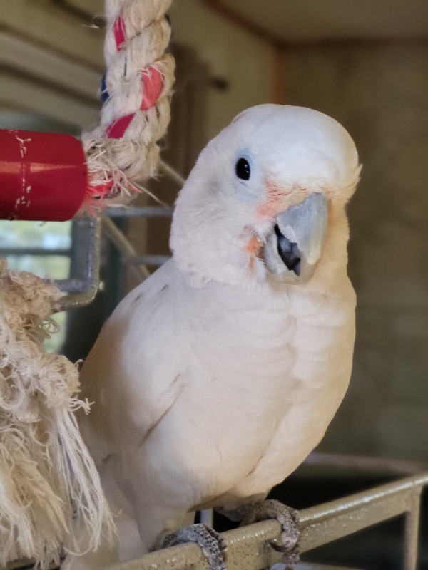 GOFFIN Cockatoo in Birds for Rehoming in Sudbury - Image 2