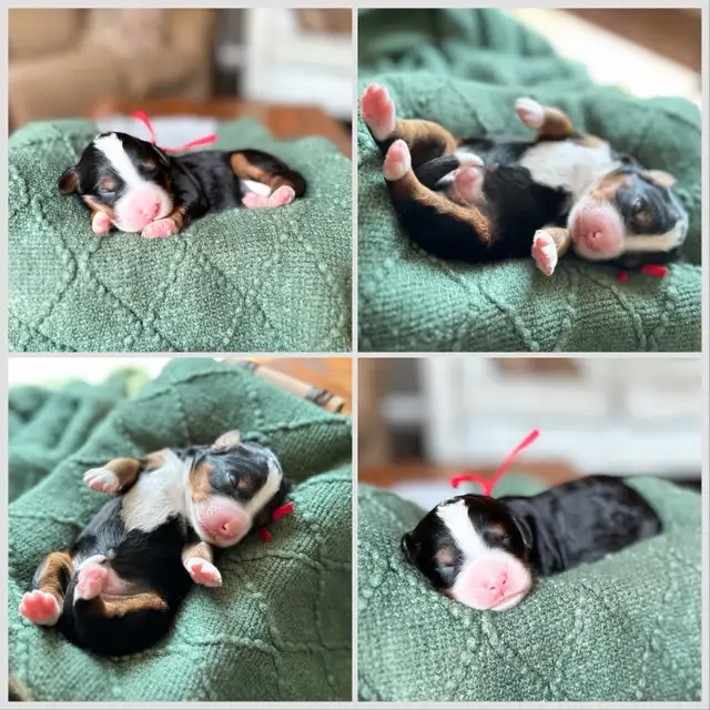 Adorable Medium Bernedoodle Puppies on the way!! in Dogs & Puppies for Rehoming in St. Albert - Image 4
