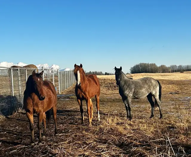 Red Hott Cat coming 2yr old filly in Horses & Ponies for Rehoming in St. Albert - Image 6