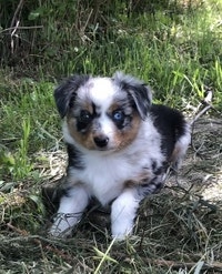 Feisty and adorable  Mini Aussie merles ready to go July 7