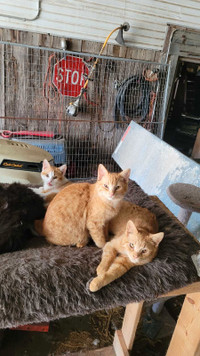 Barn cats for sale