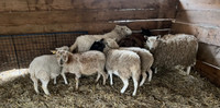 Dorper cross ewe lambs 