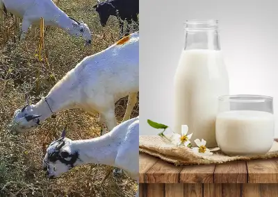 Looking for someone in the area that milks their goats that may want want a regular customer to purc...