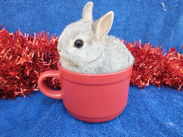 EXTRAORDINAIRE Bébé lapin nain néerlandais, tête de lion, bélier in Small Animals for Rehoming in Saint-Hyacinthe - Image 6
