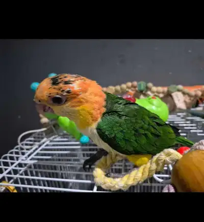 handraised Baby WBC, View more