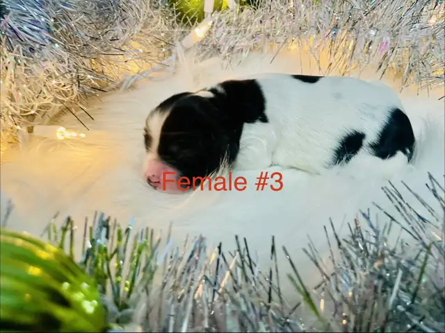 Sprocker puppies in Dogs & Puppies for Rehoming in Moose Jaw - Image 5