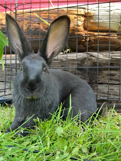 Rex Flemish Cross Rabbit / Bunny Bucks, View more