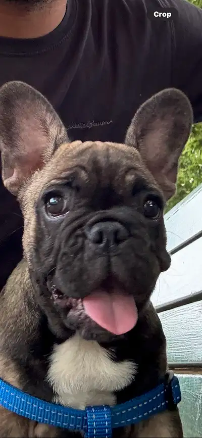 bouledogue français femelle, View more