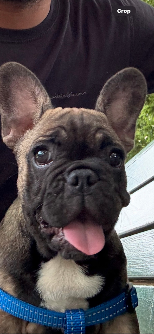 bouledogue français femelle dans Chiens et chiots à adopter  à Ville de Montréal