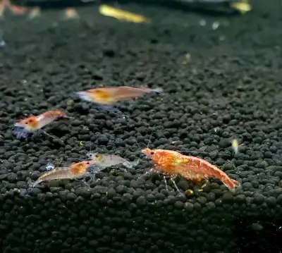(Image 1&2) Cherry shrimps - (3 for 5$) (8 for 10$) (20 for 20$) (Image 3) Wild shrimp - (3 for 5$)...