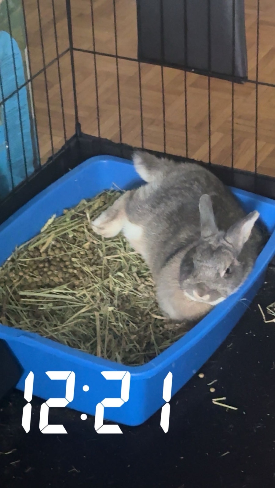 Rare Netherland Dwarf Rabbit | Small Animals for Rehoming | City of ...