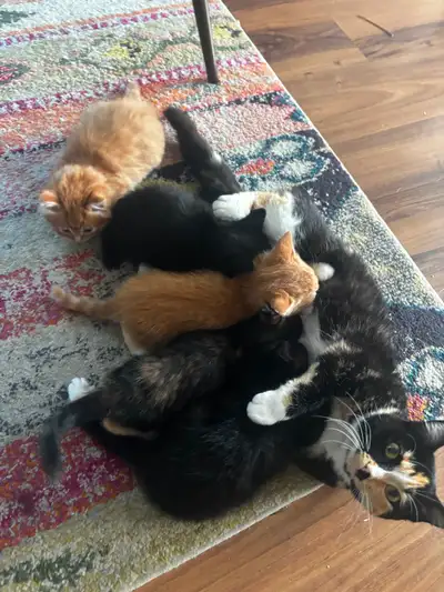Kittens ready for new home!, View more
