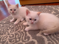 White tabby kittens