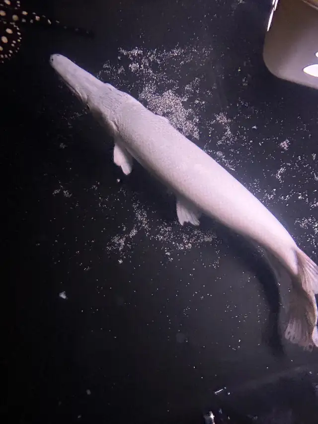 3FT alligator gar XXL in Fish for Rehoming in Oakville / Halton Region - Image 6