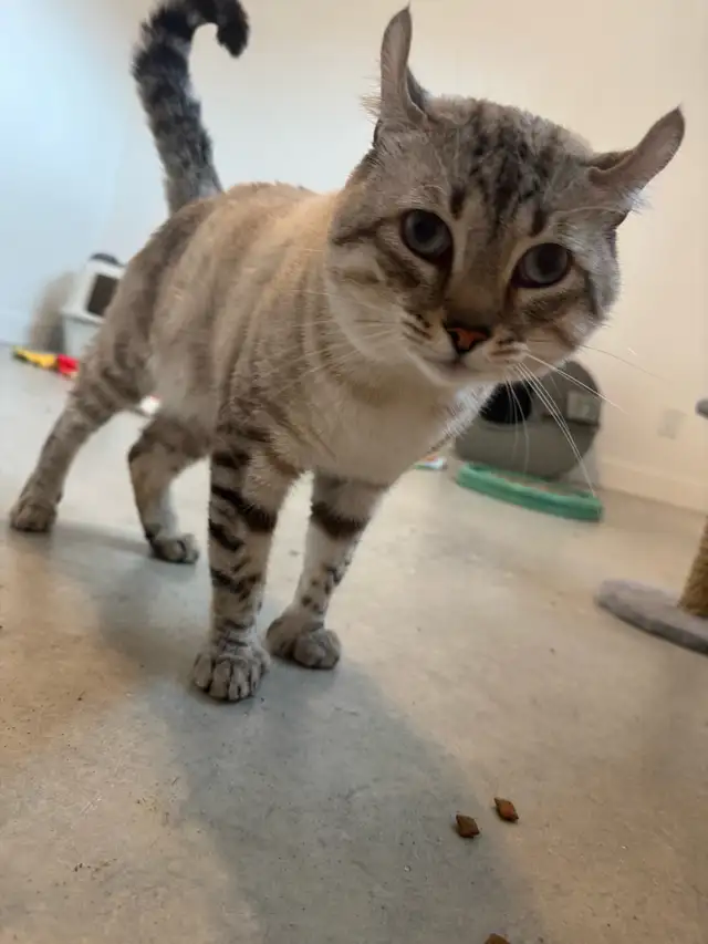 highland lynx  in Cats & Kittens for Rehoming in Trois-Rivières - Image 8