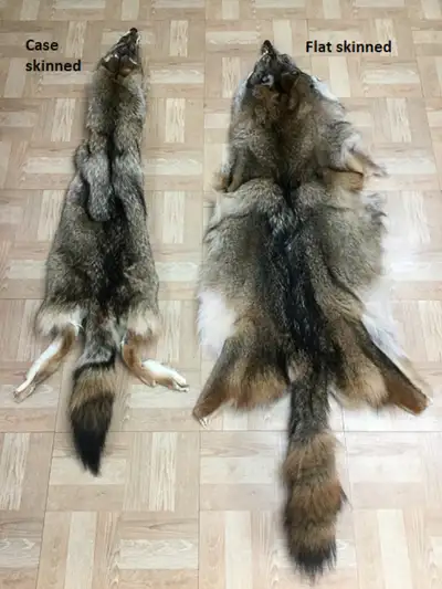 Tanned Coyote Skin Hide Pelt Craft Regalia Rug Viking LARP, View more