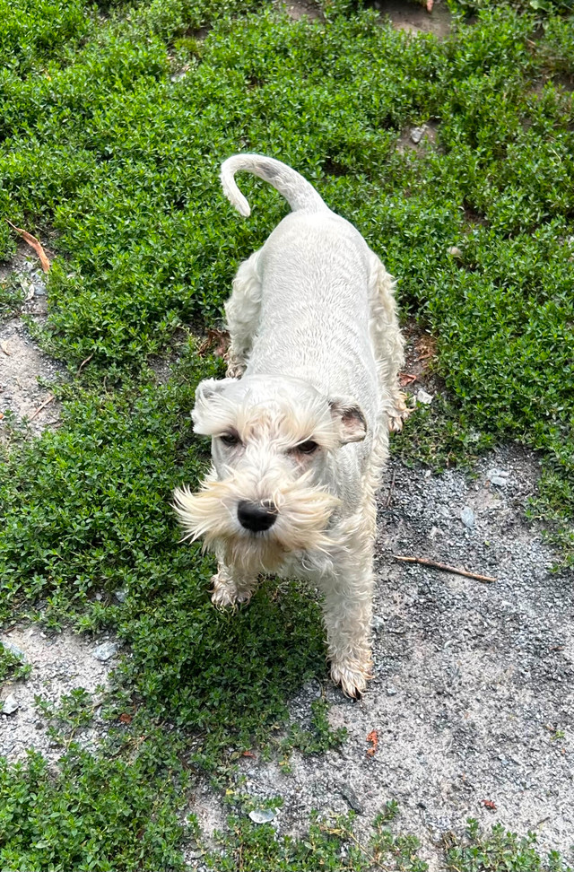 Schnauzer nain dans Chiens et chiots à adopter  à Longueuil/Rive Sud - Image 3