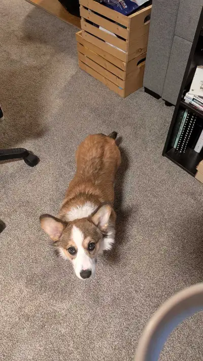 8 month old corgi, Dave, View more