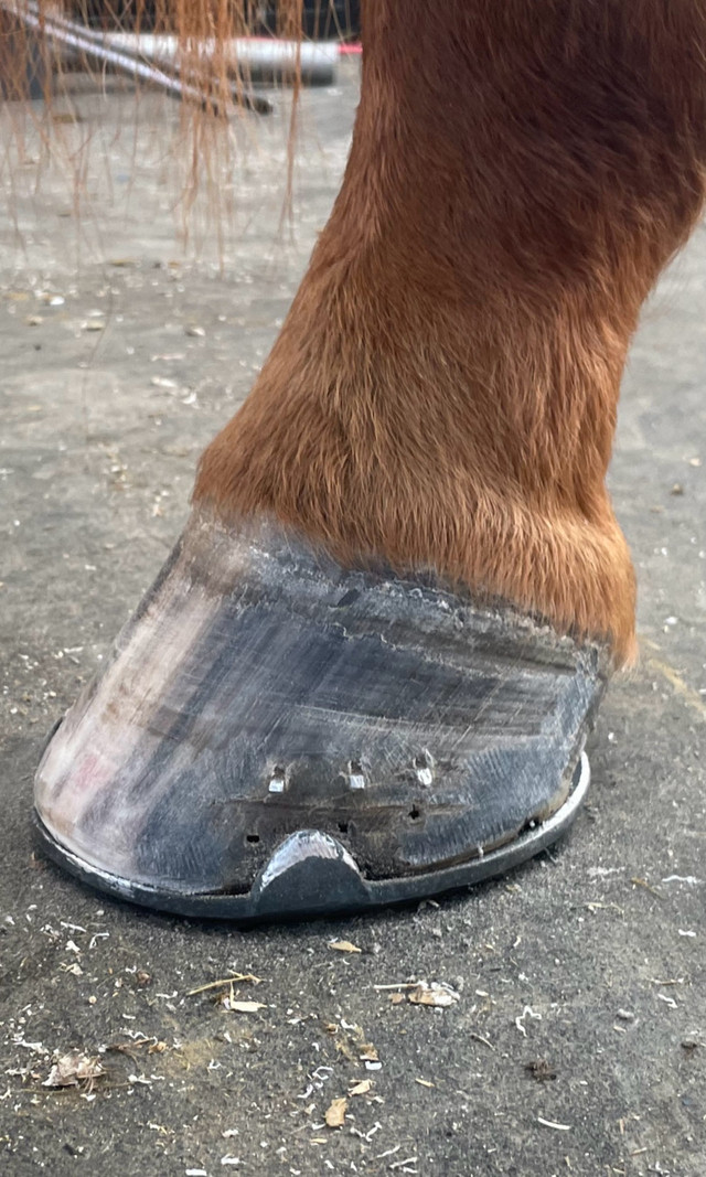 Farrier services in Horses & Ponies for Rehoming in Renfrew - Image 3