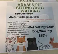 Pet Sitting/ Dog walking 