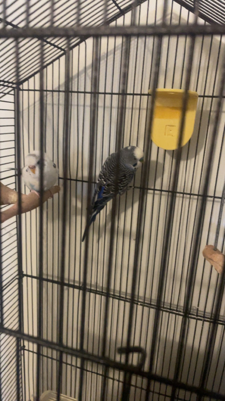 Two Budgie on sale in Birds for Rehoming in Chilliwack - Image 2