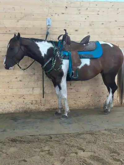 APHA AQHA PROSPECTS in Manitoba, View more