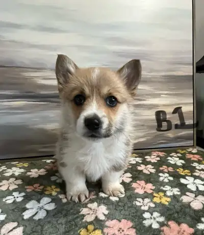 Tiny Welsh Corgis, View more