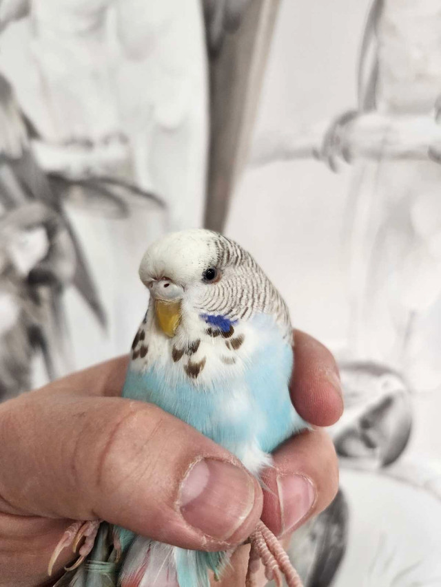English Budgies Females in Birds for Rehoming in Markham / York Region