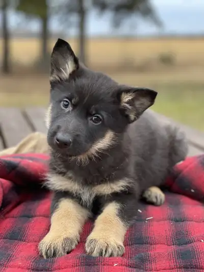 LARGE PUREBRED CKC REGISTERED GERMAN SHEPHERD PUPPIES, View more