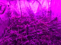 Grow tent, lights and equipment