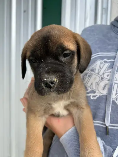 St.Bernard/Mastiff X Puppies for Sale, View more