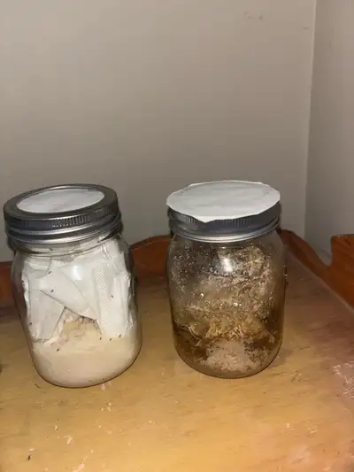 fruit flies, View more