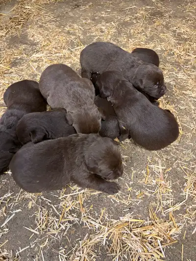 Chocolate labrador Retriever puppies, View more