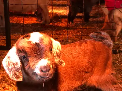 Salisbury NB Mini Nubian Buckling available. Mom is Nubian, Dad is ND. Will have horns. Can he bande...