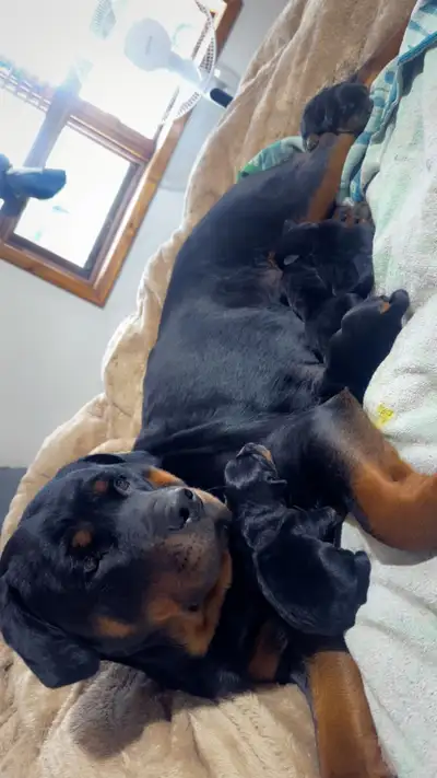 **Purebred Rottweiler Puppies for Sale!** We have a litter of beautiful female Rottweiler puppies av...