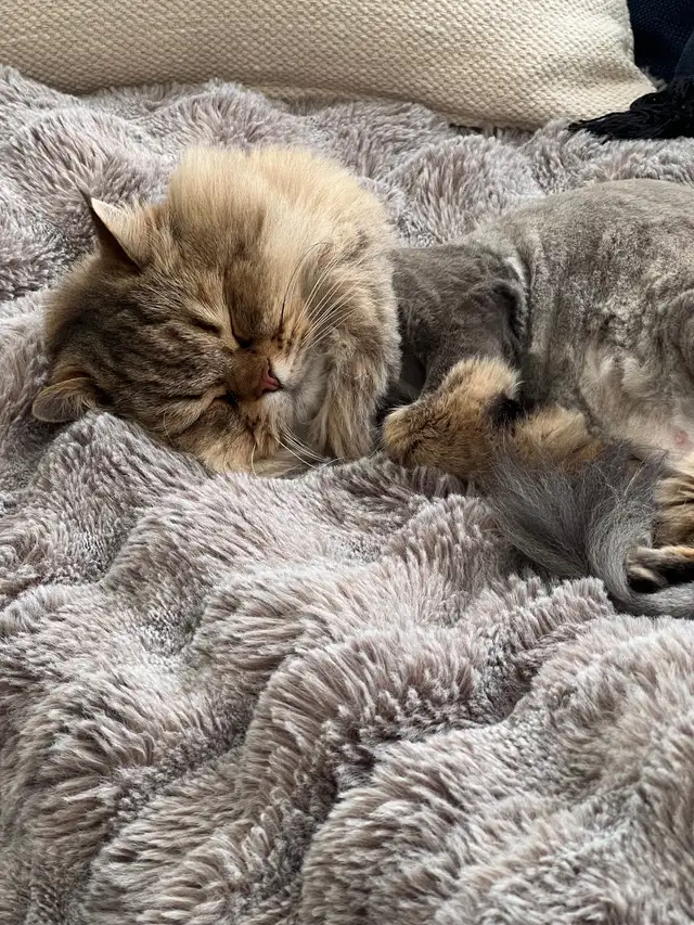 Cat looking for a new home ❤️