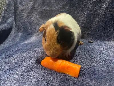 Super Cute Male Baby Guinea Pigs, View more