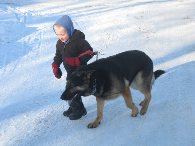 REGISTERED GERMAN SHEPHERD PUPS in Dogs & Puppies for Rehoming in Regina - Image 3