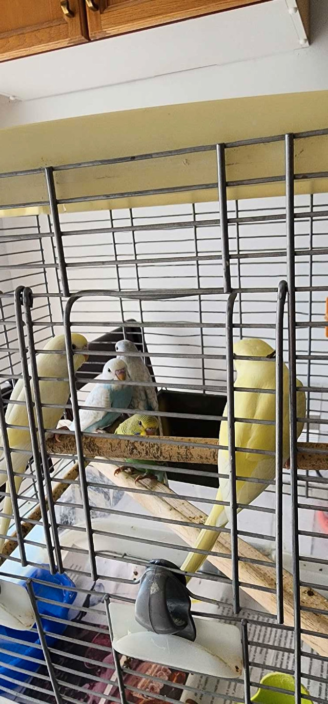 Baby Budgies for sale in Birds for Rehoming in Mississauga / Peel Region - Image 4