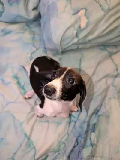 *Female Mini Dachshund Puppy Available*, View more