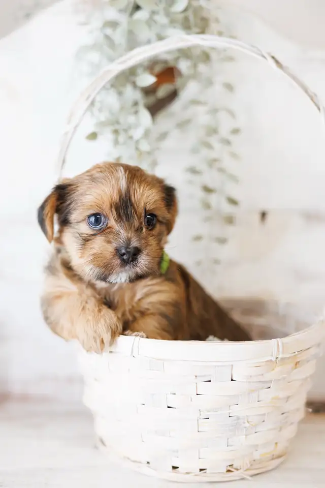 Two adorable shorkie puppies in Dogs & Puppies for Rehoming in Chatham-Kent - Image 2