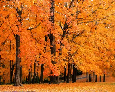 Fall Cleanup & Tree Services, View more