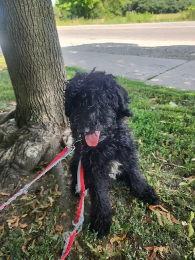 standard poodle puppy, View more