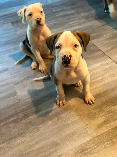 American bulldog puppies 8weeks old and ready to go home, View more