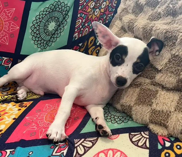 Chihuahua Applehead mix Deerhead in Dogs & Puppies for Rehoming in City of Toronto - Image 3