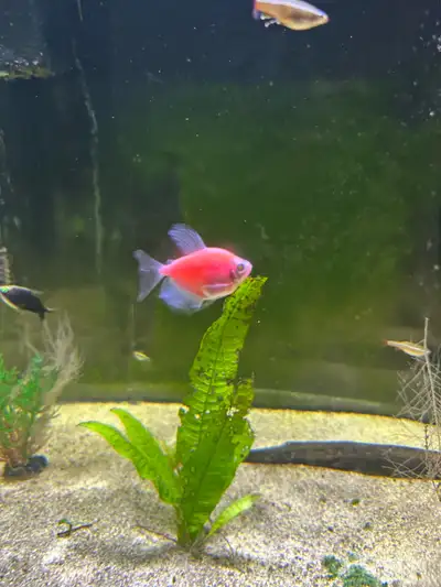 Looking to trade 4 healthy glofish tetras. 2 pink, 1 green, 1 white. Let me know what you have.