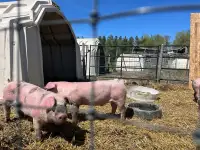 Pigs hogs