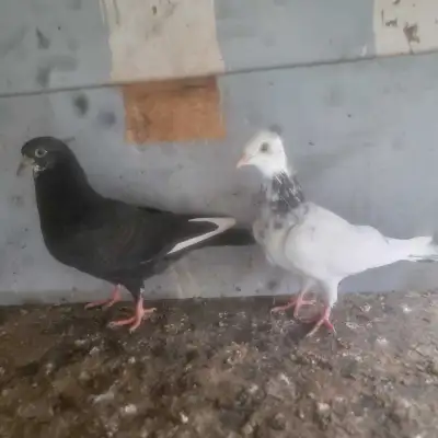 Pigeonss, View more