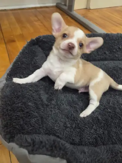 3 beautiful chihuahua looking for new home.. 2 males 1 femelle…8 week old… ready to go 3 belle chihu...